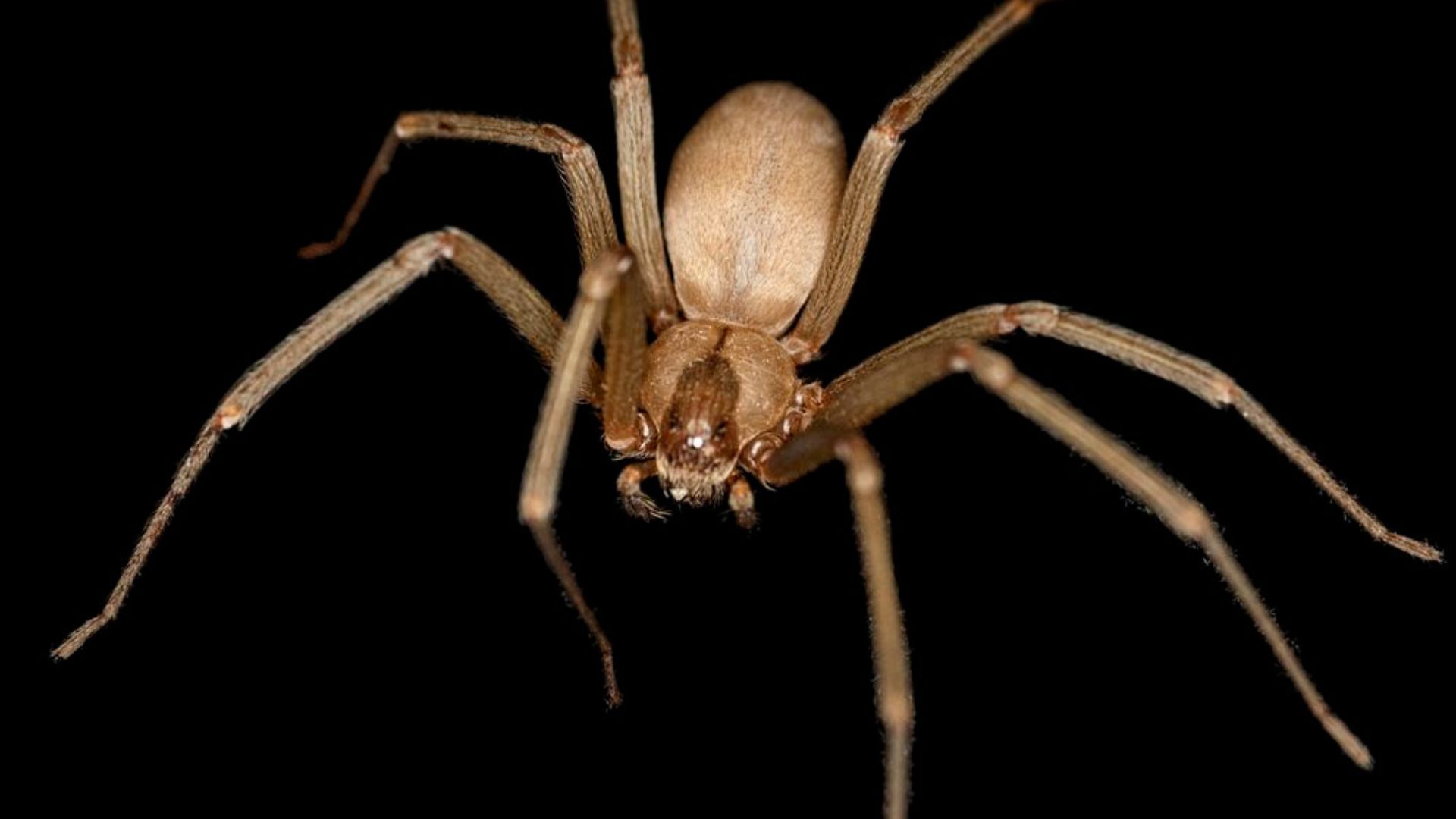 In rare case, man develops painful deep vein blood clots following brown recluse spider bite
